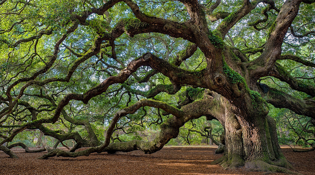 Ancient tree monitoring 